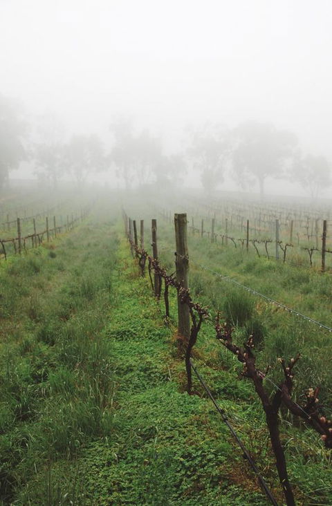Lost In The Vines - Sunshine Coast Tourism 15
