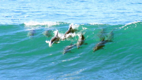 Mollymook Beach Waterfront - Sunshine Coast Tourism 4