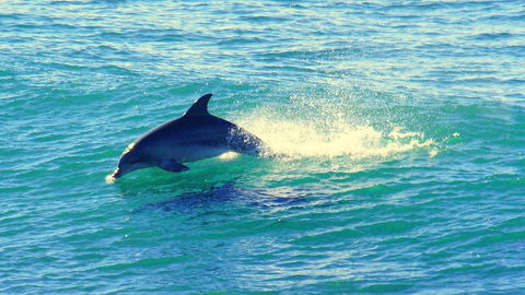 Mollymook Beach Waterfront - Sunshine Coast Tourism 22