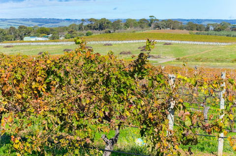 Sun & Surf Aldinga Beach Apartment - Sunshine Coast Tourism 15