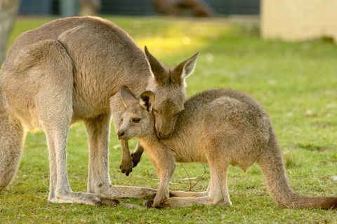 BIG4 Tasman Holiday Parks - Racecourse Beach - Sunshine Coast Tourism 39