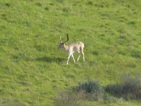 Molly's Chase - Holiday Sunshine Coast 12