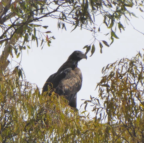 Molly's Chase - Holiday Sunshine Coast 30