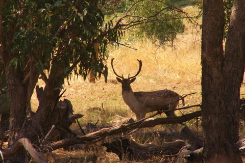 Molly's Chase - Holiday Sunshine Coast 11