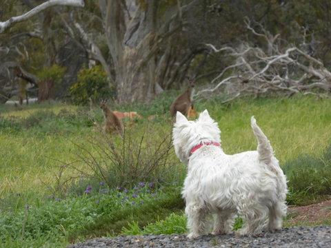 Molly's Chase - Holiday Sunshine Coast 27
