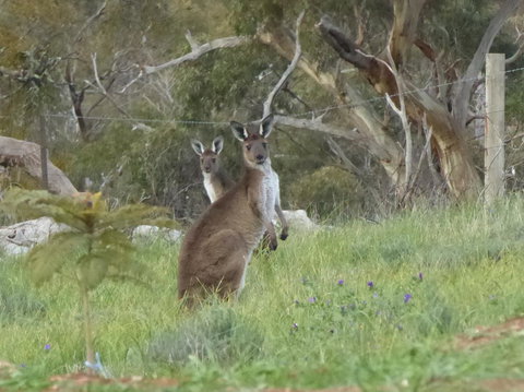 Molly's Chase - Holiday Sunshine Coast 10