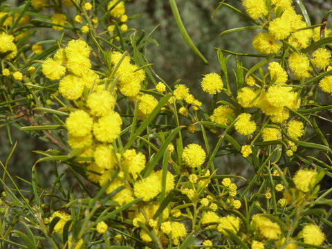 Molly's Chase - Holiday Sunshine Coast 14