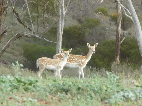 Molly's Chase - Holiday Sunshine Coast 25