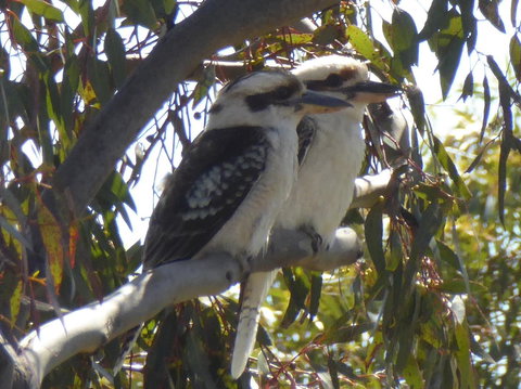 Molly's Chase - Holiday Sunshine Coast 26