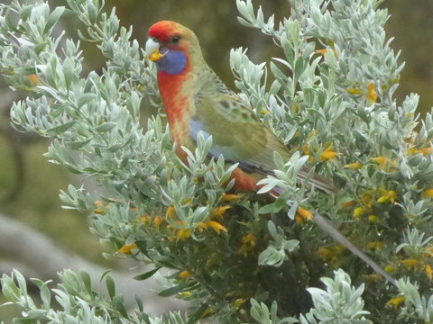 Molly's Chase - Holiday Sunshine Coast 24