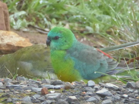 Molly's Chase - Holiday Sunshine Coast 15