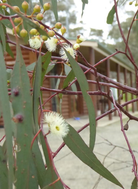 Molly's Chase - Holiday Sunshine Coast 9
