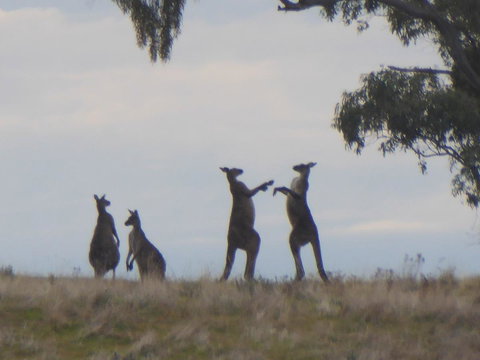 Molly's Chase - Holiday Sunshine Coast 23