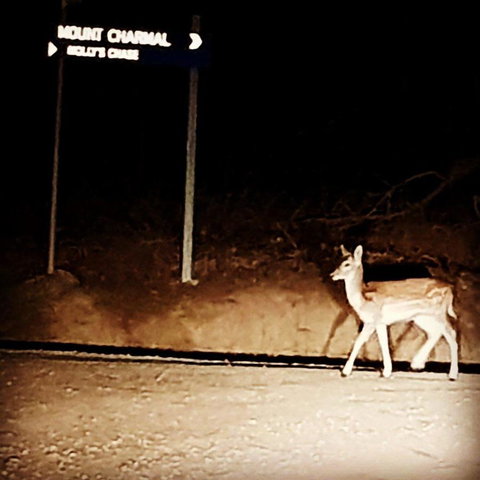 Molly's Chase - Holiday Sunshine Coast 32