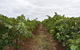 A Coonawarra Experience - thumb 25