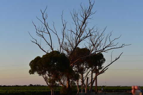 A Coonawarra Experience - Holiday Sunshine Coast 24