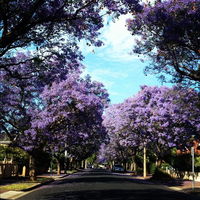 Book Wayville Accommodation Vacations Sunshine Coast Tourism Sunshine Coast Tourism