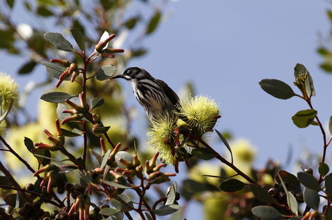 Cape Jervis Holiday Units - Sunshine Coast Tourism 9