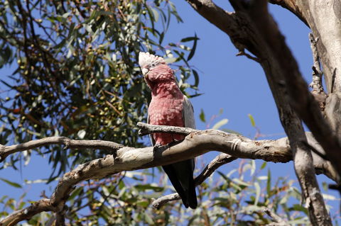 Cape Jervis Holiday Units - Sunshine Coast Tourism 5