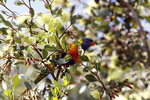 Cape Jervis Holiday Units - Sunshine Coast Tourism 11