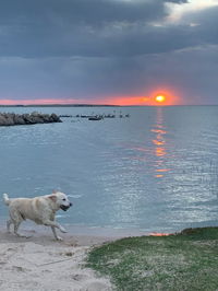 Book Meningie Accommodation Vacations Sunshine Coast Tourism Sunshine Coast Tourism