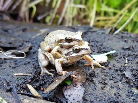 Coorong Waterfront Retreat - Sunshine Coast Tourism 30