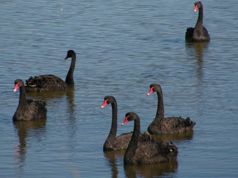 Coorong Waterfront Retreat - Sunshine Coast Tourism 26