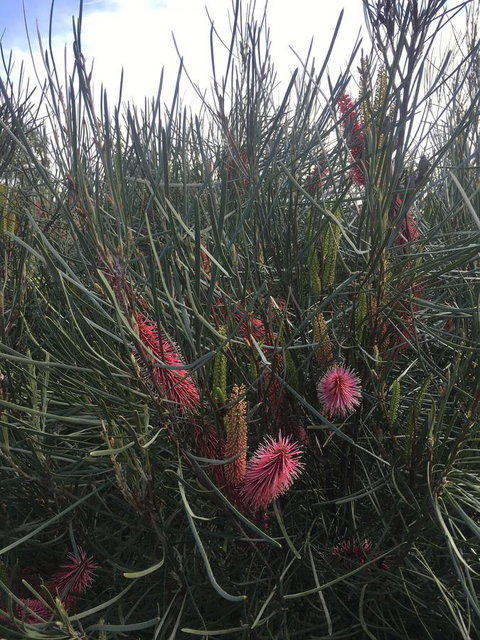 Adelaide Style Accommodation-Close To City-North Adelaide-3 Bdrm- FREE Parking - Holiday Sunshine Coast 42