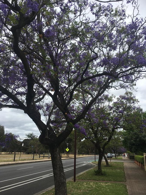 Adelaide Style Accommodation-Close To City-North Adelaide-3 Bdrm- FREE Parking - Holiday Sunshine Coast 34