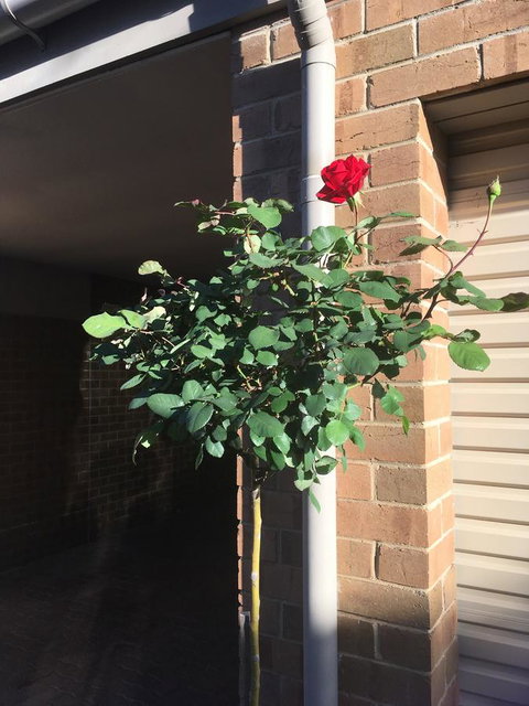 Adelaide Style Accommodation-Close To City-North Adelaide-3 Bdrm- FREE Parking - Holiday Sunshine Coast 21