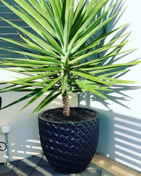 Seaview Sunset Holiday Apartments - Holiday Sunshine Coast 4