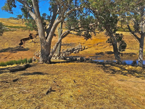 Rabbiters Hut - Sunshine Coast Tourism 22