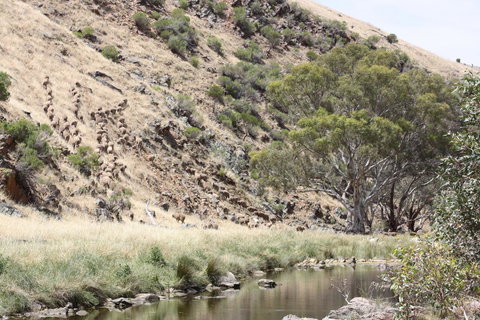 Rabbiters Hut - Sunshine Coast Tourism 29