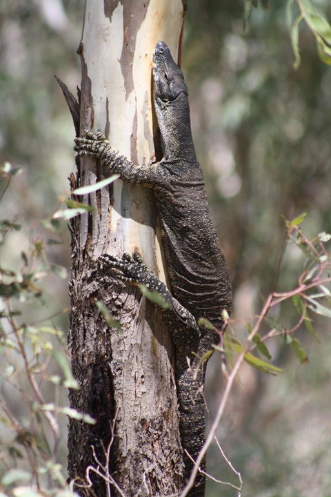 Rabbiters Hut - Sunshine Coast Tourism 30
