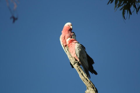 Rabbiters Hut - Sunshine Coast Tourism 27