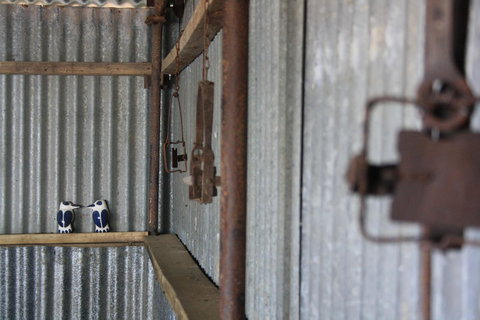 Rabbiters Hut - Sunshine Coast Tourism 11