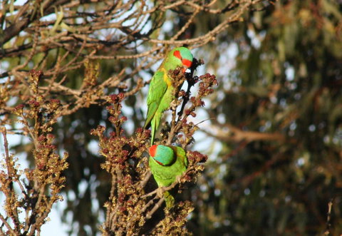 Rabbiters Hut - Sunshine Coast Tourism 32