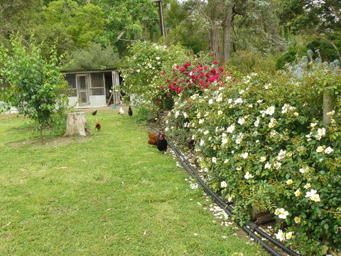 Camawald Coonawarra Cottage B&B - Sunshine Coast Tourism 3