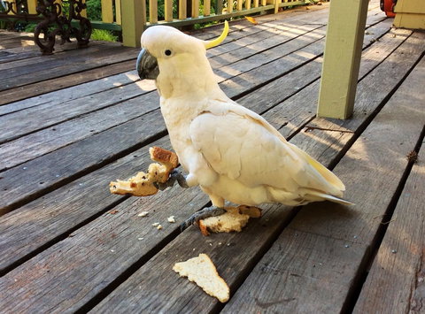 Aldgate Valley Bed And Breakfast - Holiday Sunshine Coast 40