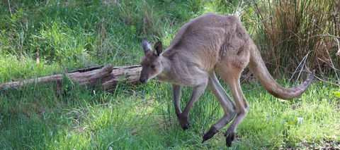 Longwood Retreat - Sunshine Coast Tourism 36