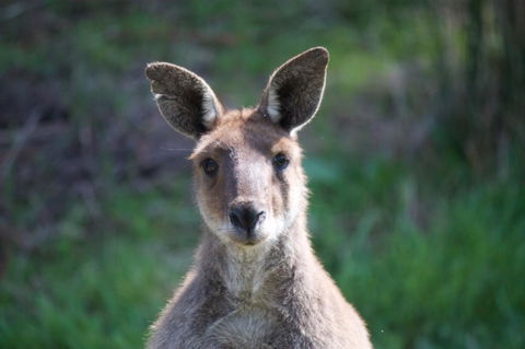 Longwood Retreat - Sunshine Coast Tourism 35
