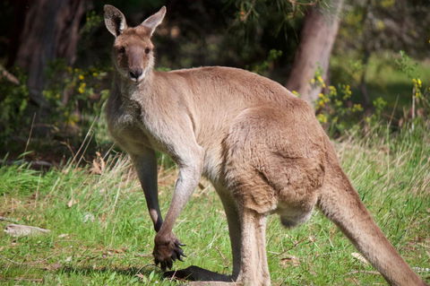 Longwood Retreat - Sunshine Coast Tourism 34