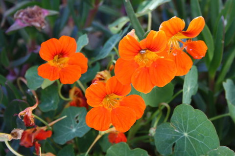 Lakeview Motel And Apartments - Holiday Sunshine Coast 20