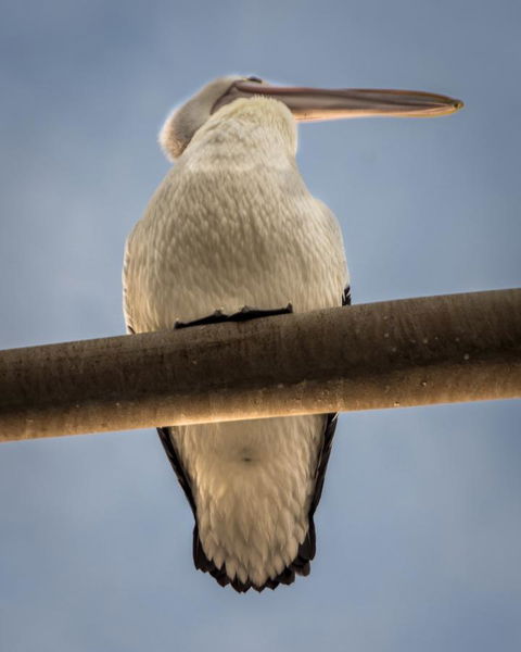 Penthouse On The Promenade - Sunshine Coast Tourism 16