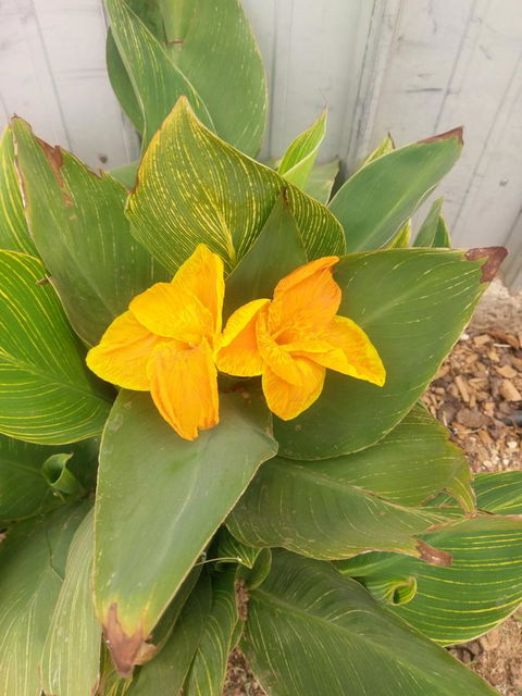 Desert Gum Retreat Gough St - Sunshine Coast Tourism 20