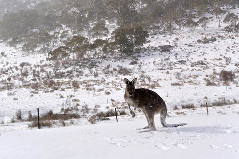 CHILL-OUT - Thredbo - Sunshine Coast Tourism 27