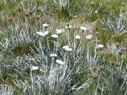 CHILL-OUT - Thredbo - Sunshine Coast Tourism 36