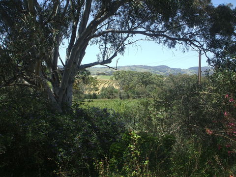 Archery Road Estate - Holiday Sunshine Coast 0