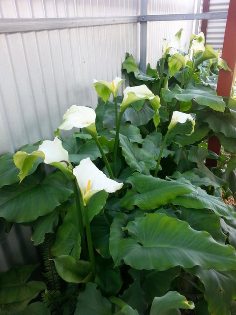 Addies Place Goolwa - Sunshine Coast Tourism 11