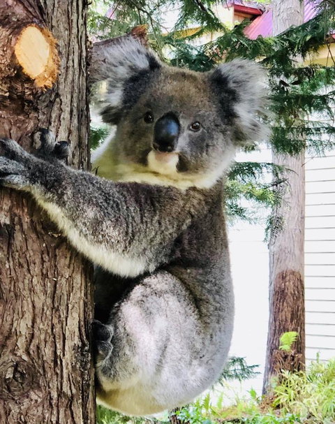 Aldgate Creek Cottage Bed And Breakfast - Sunshine Coast Tourism 9